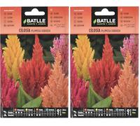 Semillas Batlle Celosia Piuma variegata (Confezione da 2)
