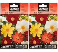 Semillas Batlle Dalia Mignon Semplice Nano vda. (Confezione da 2)