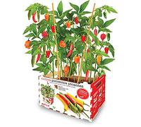 Semillas Batlle Orto Premium PIMENTI PICANTI