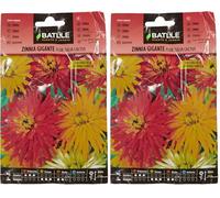 Semillas Batlle Zinnia Gigante Fiore Dalia Cactus (Confezione da 2)