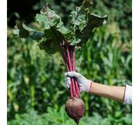 semini di remolchio semi di remolchio Le sono perenni resistenti resistenti per il giardino inverno 300pcs