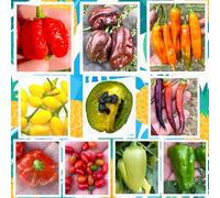 SEMISTRANI.IT - 100 SEMI PEPERONCINO In 10 Varietà Piccanti e Gustose, Collezione LATINA 1 + Guida Coltivazione: SCORPION, HABANERO, ROCOTO, AJI, JALAPENO, PADRON, MULATA, CHILTEPIN, BRAZILIAN