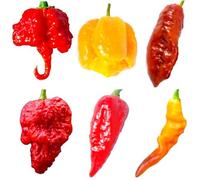 SEMISTRANI.IT - 60 Semi dei 6 PEPERONCINI PIU’ PICCANTI DEL MONDO, Coll. 6 + Guida Coltivazione: CAROLINA REAPER RED, MORUGA SCORPION YELLOW, BROWN BHUTLAH, APOCALYPSE RED, HABALOKIA, ORANGE TIGER
