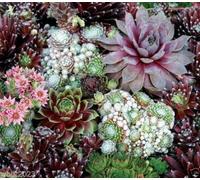 SEMPERVIVUM, HARDY PERENNE 200 SEMI"SPECIE MIX" SUCCULLENT FIOR/LUNGO TERMINES Seeds ONLY