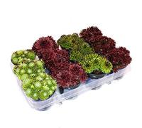Sempervivum - Set of 12 plants