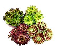 Sempervivum - Set of 4 different plants