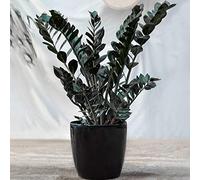 Sempreverde Zamioculcas Raven | Piante per Interni| Pianta ZZ Nera da 30-40 cm