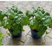 Senape Alba su vaso cm 14 in confezione da 2 piante