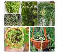 Senecio rowleyanus semi di giardino che amano l'ombra, resistenti balcone resistenti 180pcs
