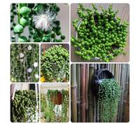 Senecio rowleyanus semi di giardino che amano l'ombra, resistenti semi pendenti, resistenti, esotiche 200pcs