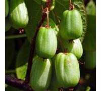 Sentyabraskaya actinidia femmina 2L - Popolare nei giardini di casa
