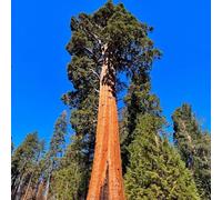 Sequoiadendron giganteum decorazioni giardino per esterni interna giardino resistenti esterno in vaso vecchie varietà balcone interno biologiche 150semi