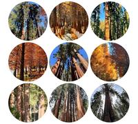 Sequoiadendron giganteum resistenti, adatte alla piena esposizione al sole decorazioni giardino per esterni d'appartamento esotiche resistenti esterno in vaso 400semi