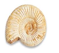 Serafino Vera ammonite fossile del Madagascar fossile di 150 milioni di anni fossile giurassico, 2,5-3,8 cm, fossile del Madagascar, ottimo regalo per la collezione di educazione scientifica