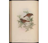 SERENDIPITP Astratta Della Poster Quadri su Tela Stampa su Tela da Parete Animale Uccello Accentor Rubidus Prunella Rubida di John Gould per L'arredamento Della Camera da Letto 60x90cm