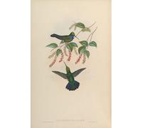 SERENDIPITP Astratta Della Poster Quadri su Tela Stampa su Tela da Parete Animale Uccello Campylopterus Villaviscensio di John Gould per L'arredamento Della Camera da Letto 60x90cm