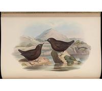 SERENDIPITP Astratta Della Poster Quadri su Tela Stampa su Tela da Parete Animale Uccello Cinclus Pallasii di John Gould per L'arredamento Della Camera da Letto 60x90cm
