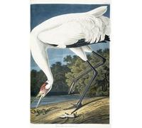 SERENDIPITP Astratta Della Poster Stampe su Tela Pittura su Tela Maschio adulto della gru convulsa di John Audubon per Decorazioni per la Casa 60x90cm