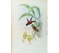 SERENDIPITP Quadri da Parete Quadri Stampe Dipinto su Tela Classico Animale Colibrì dalla fronte stellata di Bonaparte di John Gould per la Decorazione Della Parete 60x90cm