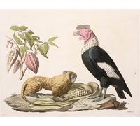 SERENDIPITP Quadri da Parete Quadri Stampe Dipinto su Tela Classico Condor originario del Cile o Ecuador del barone Friedrich Alexander Von Humboldt per la Decorazione Della Parete 60x90cm