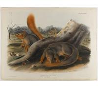 SERENDIPITP Quadri da Parete Quadri Stampe Dipinto su Tela Classico Dice Lo Scoiattolo di John Audubon per la Decorazione Della Parete 60x90cm