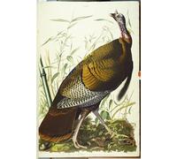 SERENDIPITP Quadri da Parete Quadri Stampe Dipinto su Tela Classico Great Beck Male Wild Turkey di John Jame Audubon per la Decorazione Della Parete 60x90cm