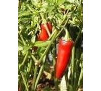 Serrano peperoncino - frutti rossi - 20 Semi - Capsicum annum - Chili messicano