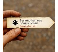 Sesamothamnus benguellensis SEEDS - - SEMI Sesamo arbusto | Sesamo di Benguela