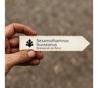 Sesamothamnus busseanus SEEDS - - SEMI Albero di sesamo | Sesamo di Busse