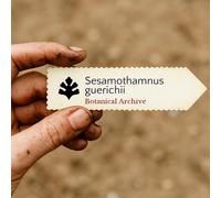 Sesamothamnus guerichii SEEDS - - SEMI Albero di sesamo | Sesamo di Guerich