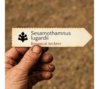 Sesamothamnus lugardii SEEDS - - SEMI Albero di sesamo | Sesamo di Lugard
