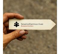 Sesamothamnus rivae SEEDS - - SEMI Arbusto di sesamo | Sesamo di Rivae
