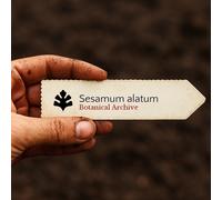 Sesamum alatum SEEDS - - SEMI Sesamo alato | Sesamo selvatico