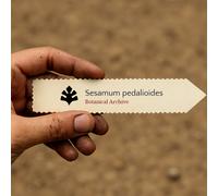 Sesamum pedalioides SEEDS - - SEMI Sesamo | Semi di sesamo