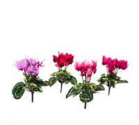 Set 12 Mini Ciclamino Artificiali Composto da 7 Fiori Altezza 18 cm Multicolore