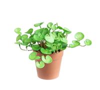 Set 3 Piante di Hydrocotyle Artificiale in Vaso Composta da 3 Diramazioni Altezza 20 cm Verde