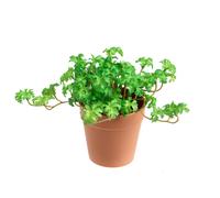Set 3 Piante di Pelargonium Artificiale in Vaso Composta da 3 Diramazioni Altezza 16 cm Verde