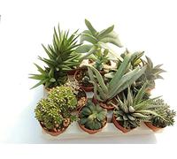 Set 3 Piante Grasse Vere Senza Spine vaso da 6,5cm, Mini Piantine da Interno ed Esterno - Piante Succulente Ideali per Scrivania, Casa e Ufficio - Le piantine variano in base alla disponibilità