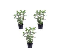 Set 3 Piante vere di Menta Comune Piperita aromatica commestibile da esterno