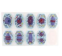 Set 9 Fasi Mitosi, Modello Cellula Animale per Insegnamento Biologia | Modello Dimostratore Della Mitosi Cellulare Anatomica, Con Aspirazione Magnetica, For L'apprendimento Dello Studio In Aula