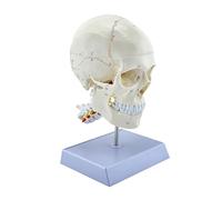 Set anatomia testa umana a grandezza naturale con cappuccio rimovibile e mascella per l'apprendimento modello di teschio per classe