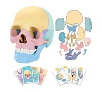Set Anatomico Modello Cranio Puzzle Umano Insegnamento Clinico