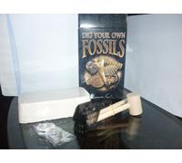 SET COLLEZIONE FOSSILI MINERALI ARCHEOLOGIA dente squalo LENTE pennello ammonite