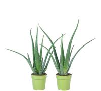 Set di 2 piante da appartamento in vera aloe, facile da pulire, aloe vera, altezza ca. 40 cm, diametro vaso 12 cm