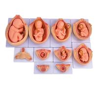 Set di 10 modelli anatomici di embrioni in gravidanza, per l'educazione e lo studio medico, ideale per l'apprendimento dell'anatomia e le lezioni di scienze della salute