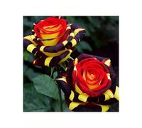 Set di 100 semi di rose ibride 'Feuervogel', eleganza vibrante, bellezza unica, arricchiscono il fascino del tuo giardino con queste rare rose ibride di fuoco, resistenti al freddo e adatte per tutto