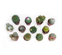Set di 12 Cactus Veri con Spine vaso da 5,5cm, Mini Piantine da Interno ed Esterno - Piante Succulente Ideali per Scrivania, Casa e Ufficio - Le piantine variano in base alla disponibilità