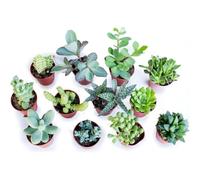 Set di 12 Piante Grasse Vere Senza Spine, Vaso 5,5cm, Mini Piantine da Interno ed Esterno - Piante Succulente Ideali per Scrivania, Casa e Ufficio - Le piantine variano in base alla disponibilità