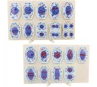 Set di 19 modelli di divisione cellulare, include modelli di mitosi e meiosi delle cellule animali con aspirazione magnetica, ideale per l'istruzione e l'insegnamento della biologia