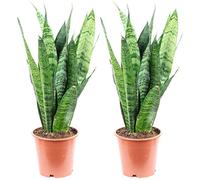 Set di 2 piante da appartamento Sansevieria trifasciata Black Coral, altezza ca. 35 cm, diametro vaso 12 cm